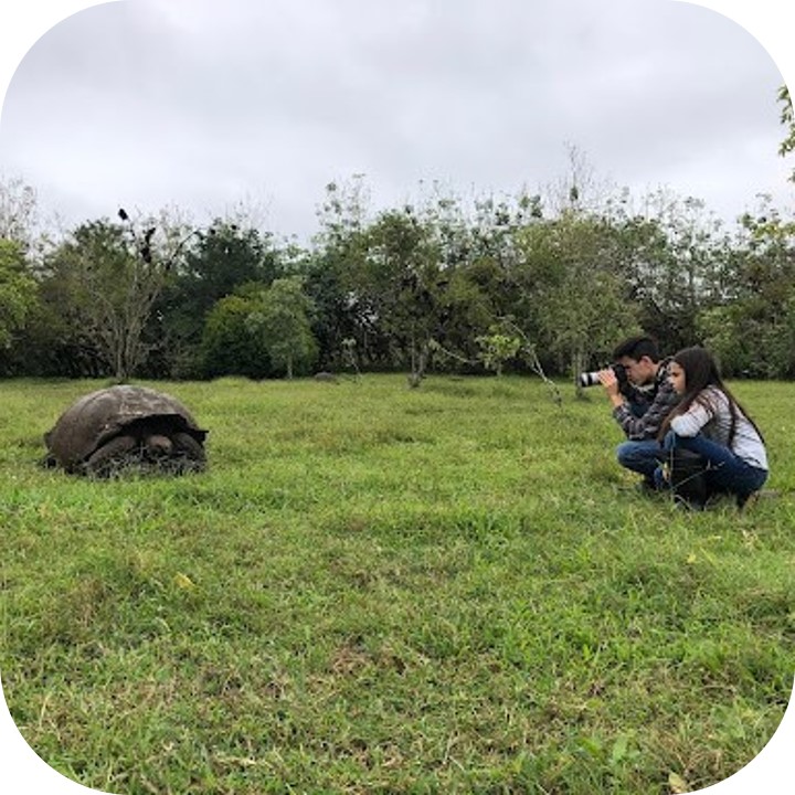 turtles