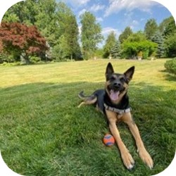 A dog laying in grass with a ball